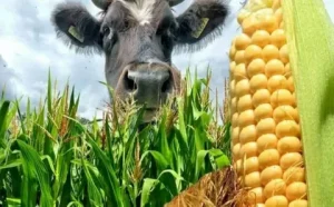 Использование кормовых добавок для сельскохозяйственных животных: польза и эффективность